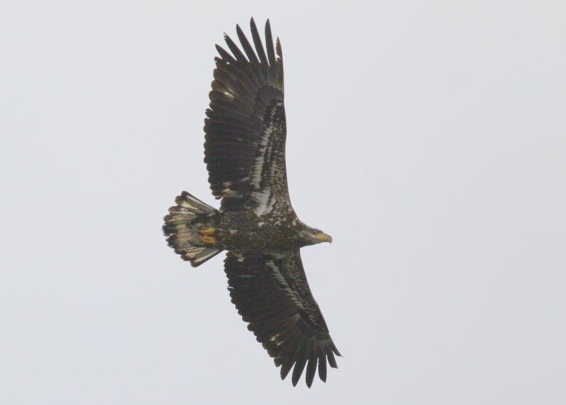 Bald Eagle, subadult