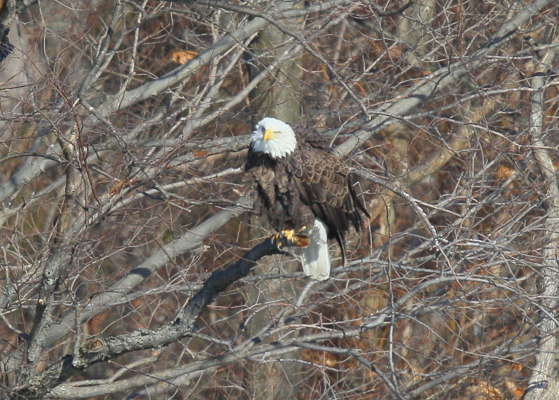 Bald Eagle, adult