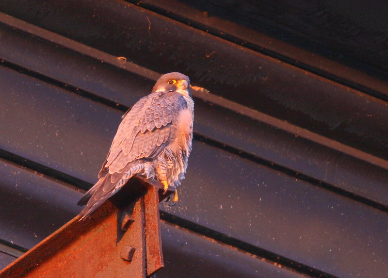 Peregrine Falcon