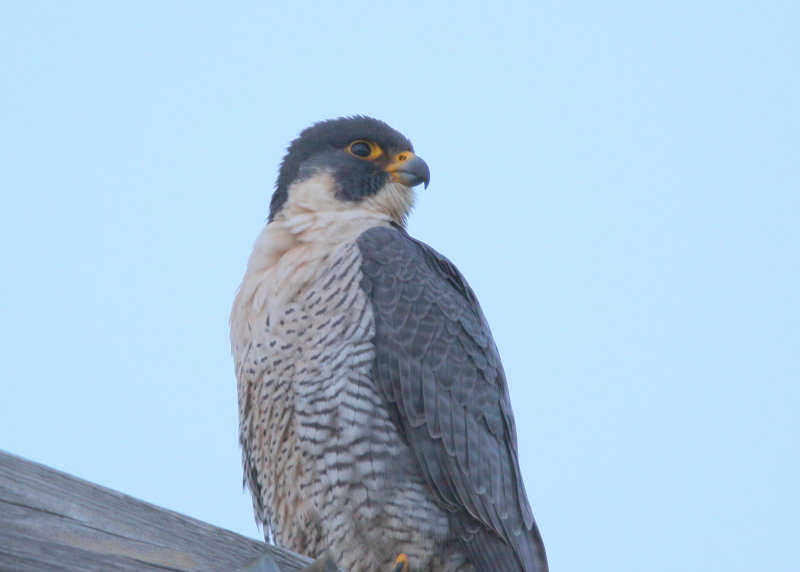 Peregine adult at dusk