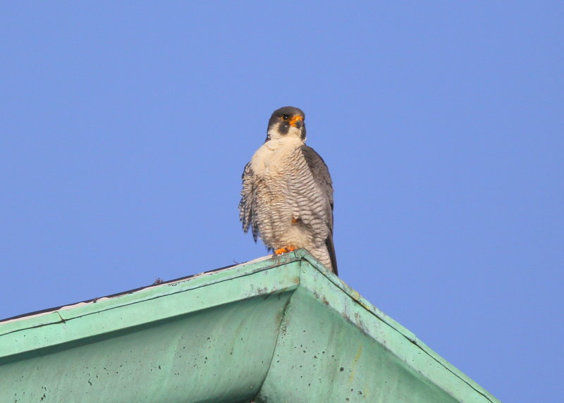 Peregrine Falcon, adult  male