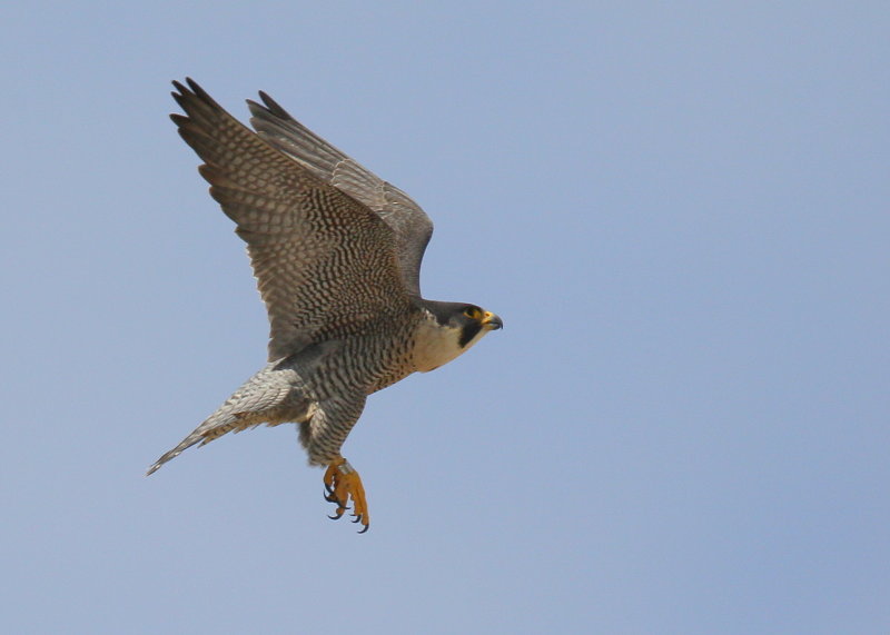 Peregrine Falcons
