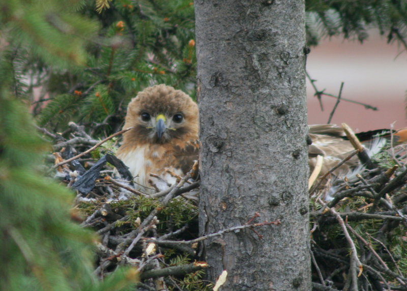 Red-tailed Hawk, female on nest