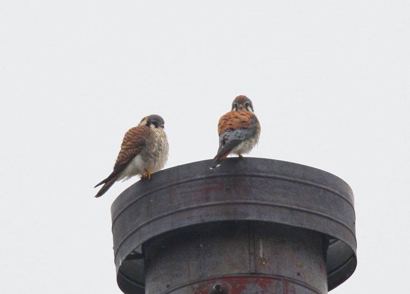 American Kestrel, male/female pair