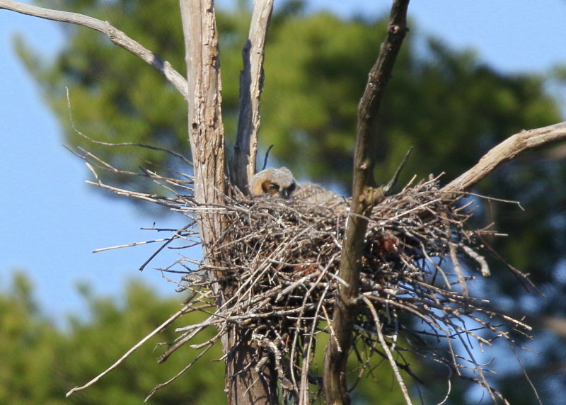 Great Horned owlet