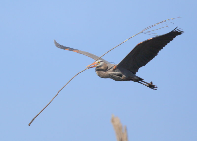 Great Blue Heron returning to nest with stick for mate