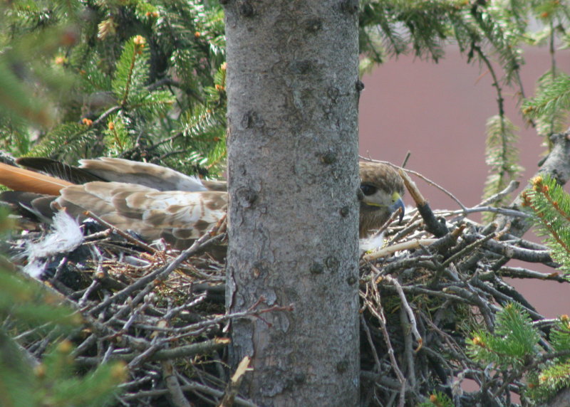 Red-tailed Hawk, female on nest