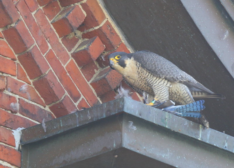 Peregrine Falcon, adult female; V/5 leg band