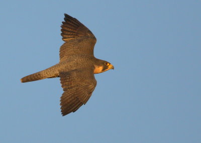 Peregrine Falcon, adult female