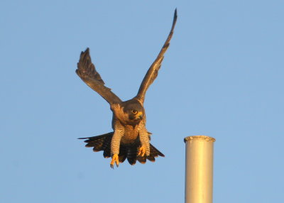 Peregrine Falcon, adult female