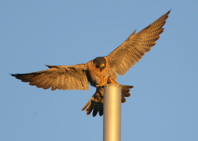 Peregrine Falcon, adult female