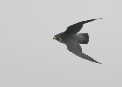 Peregrine adult, flight acrobatics