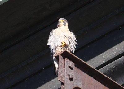 Peregrine adult perched near the roof