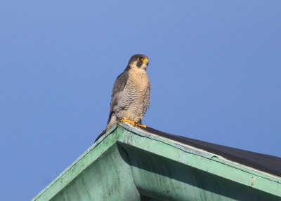 Peregrine adult perched atop rooftop pediment