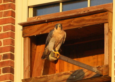 Peregrine adult female perched at nest box