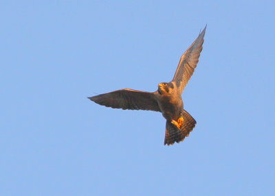 Peregrine adult, female