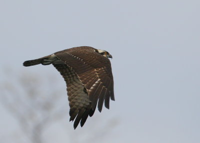 Osprey, first year juvenile