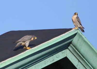 Peregrine pair on the roof, male above, female below 