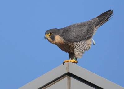 Peregrine in flight, female (note V/5 leg band)