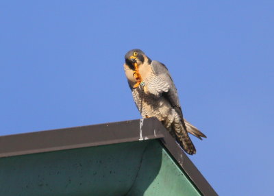 Peregrine atop the roof cleaning bill