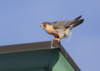 Peregrine atop the roof....look out below!!