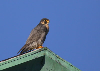 Peregrine atop the roof
