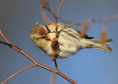 Common Redpoll