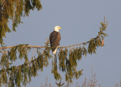 Bald Eagle, adult