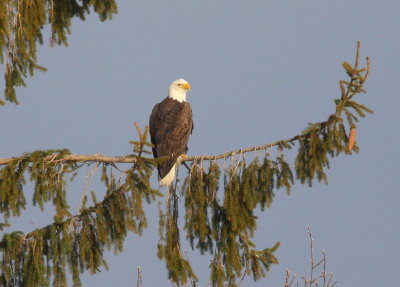 Bald Eagle, adult