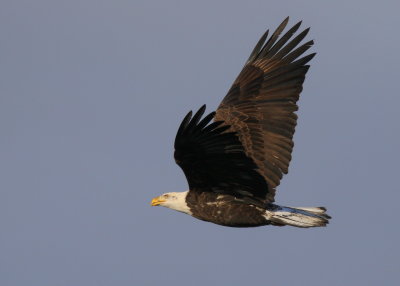 Bald Eagle, first adult plumage?