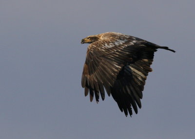 Bald Eagle, sub adult