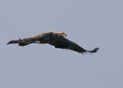 Bald Eagle, sub adult