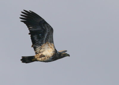 Bald Eagle, sub adult