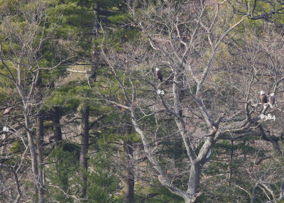 Bald Eagle, 4 in a tree, numbered L to R