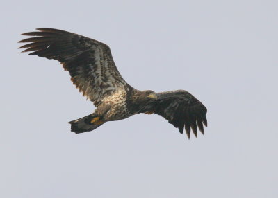 Bald Eagle, sub adult