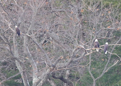 Bald Eagle, 3 adults in tree