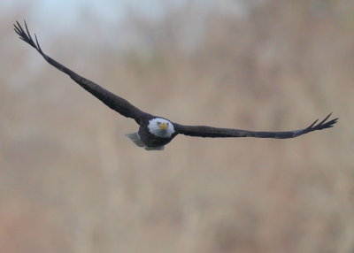 Bald Eagle, adult in flight