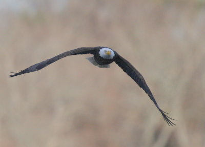 Bald Eagle, adult in flight