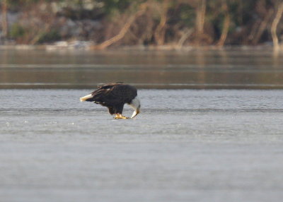 Bald Eagle, adult eating on ice