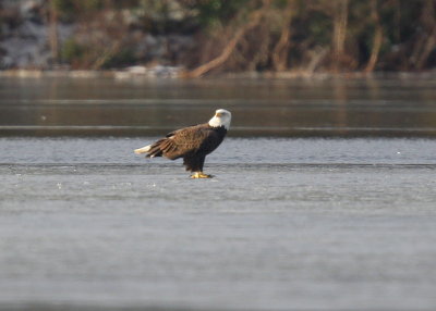 Bald Eagle adult, scanning