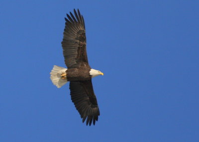 Bald Eagle, adult