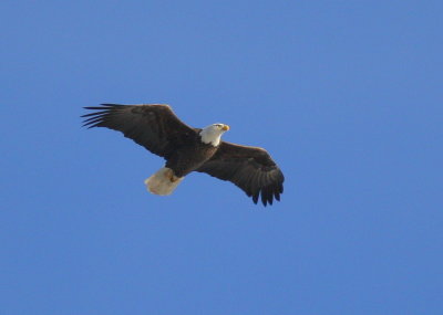 Bald Eagle, adult