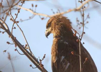 Bald Eagle, subadult