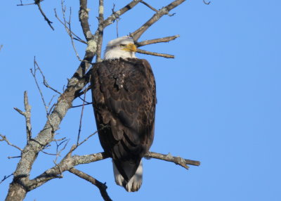 Bald Eagle, subadult IV?