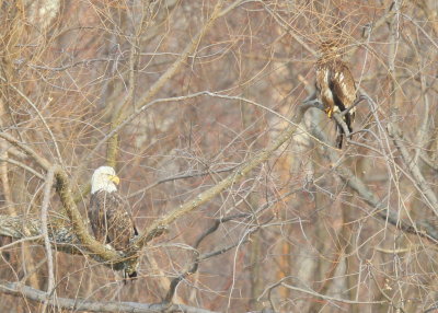 Bald Eagle, sub-adult IV and second year