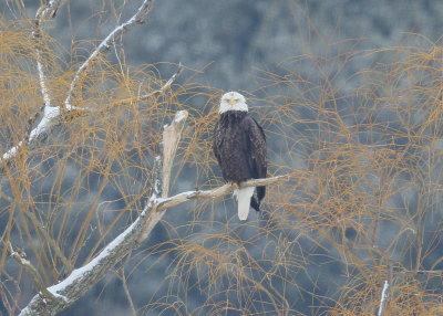 Bald eagle, adult