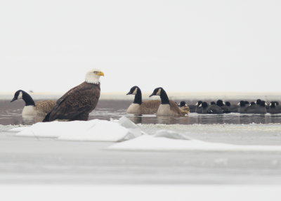 Bald eagle, adult on the ice near water opening