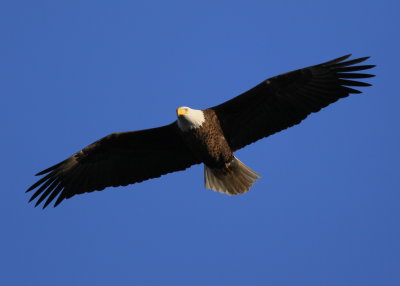 Bald Eagle, adult