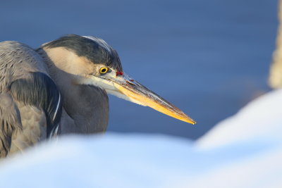 Great Blue Heron with bloody bill