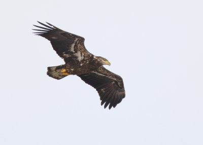 Bald Eagle, subadult